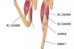 踢足球需要具备什么身体素质