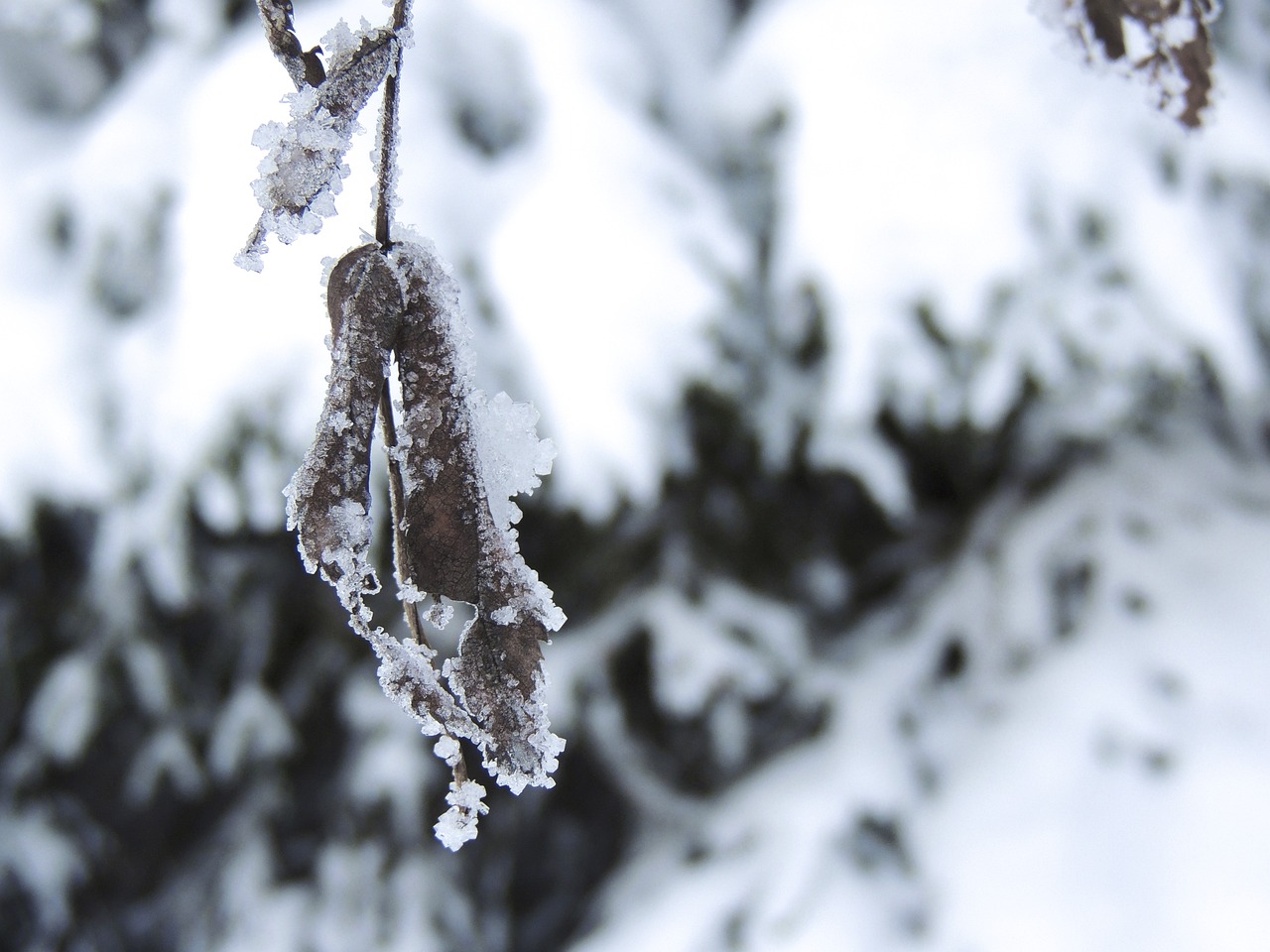 东北局地特大暴雪破纪录，我们如何应对？